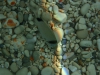 Fische vor dem Strand