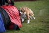 beim Agility