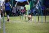 beim Agility