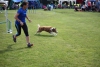 beim Agility