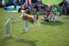 beim Agility