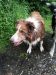border-collie-baden